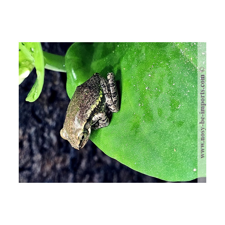  Boophis tephraeomystax