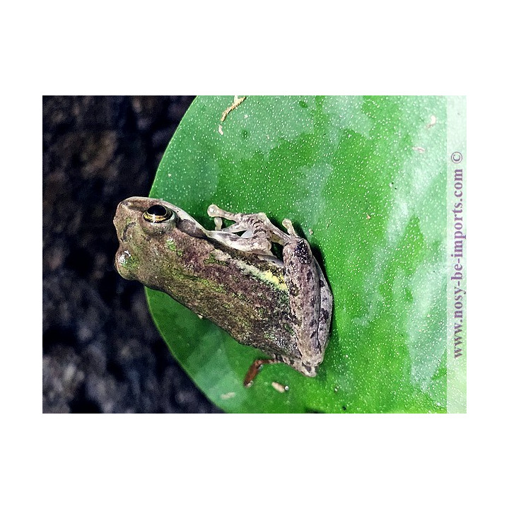  Boophis tephraeomystax