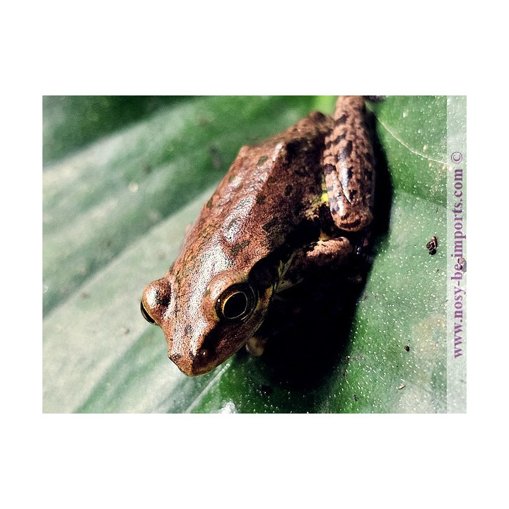  Boophis tephraeomystax