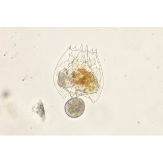 Brachionus plicatilis
