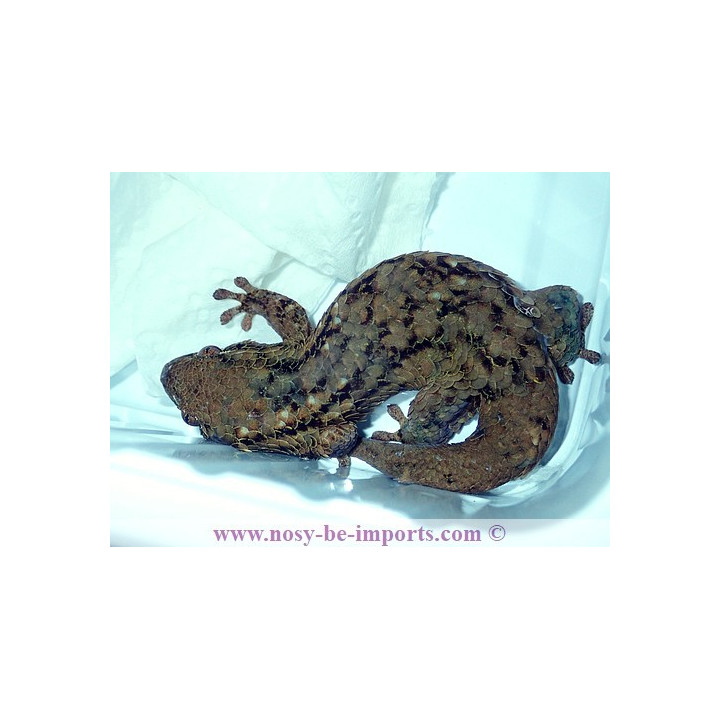 Geckolepis maculata