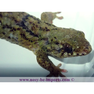 Geckolepis maculata