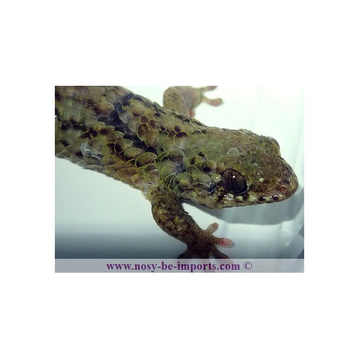 Geckolepis maculata
