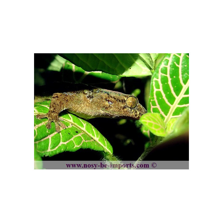 Geckolepis maculata