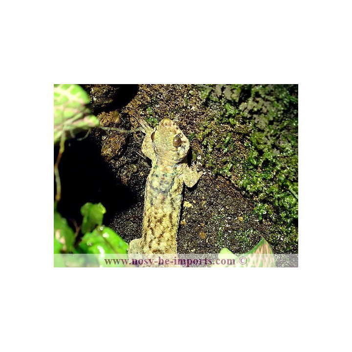Geckolepis maculata