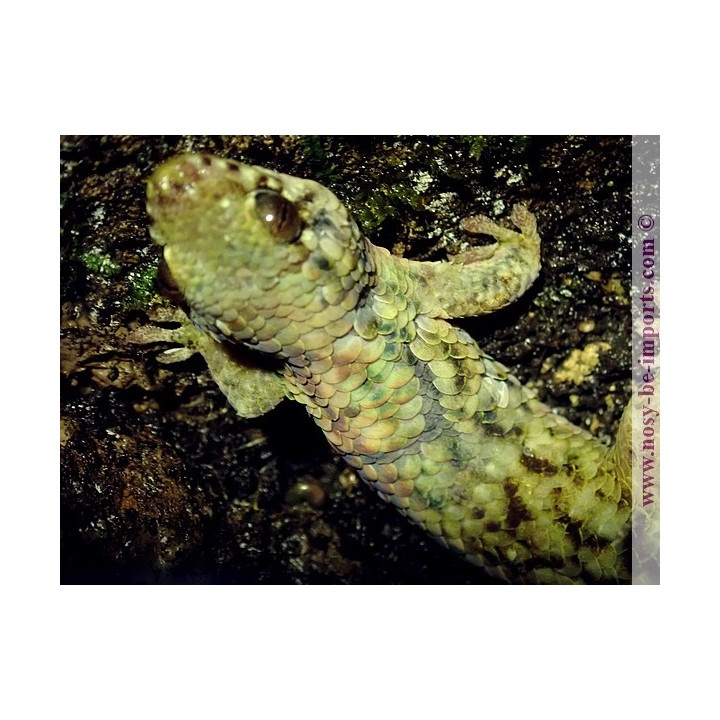 Geckolepis maculata