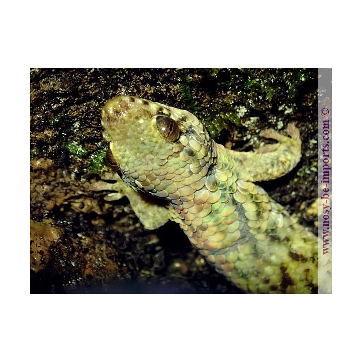 Geckolepis maculata