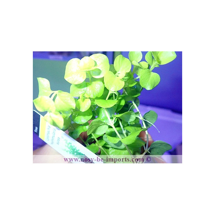 Lysimachia nummularia aurea
