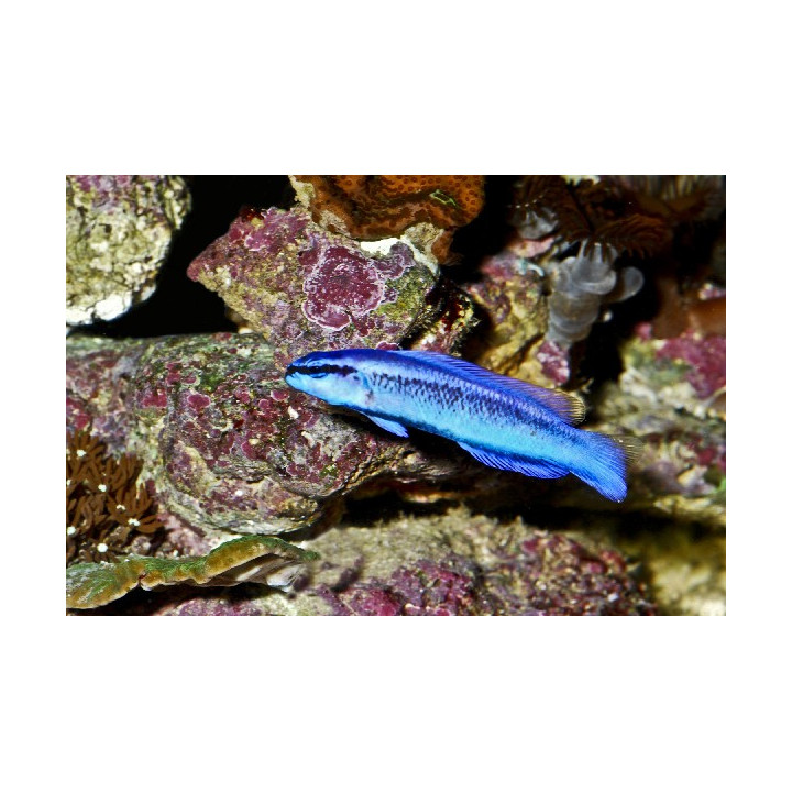 Pseudochromis indigo
