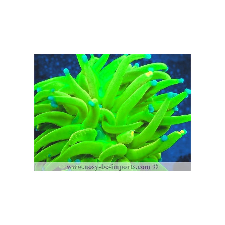 Euphyllia glabrescens Holy grail