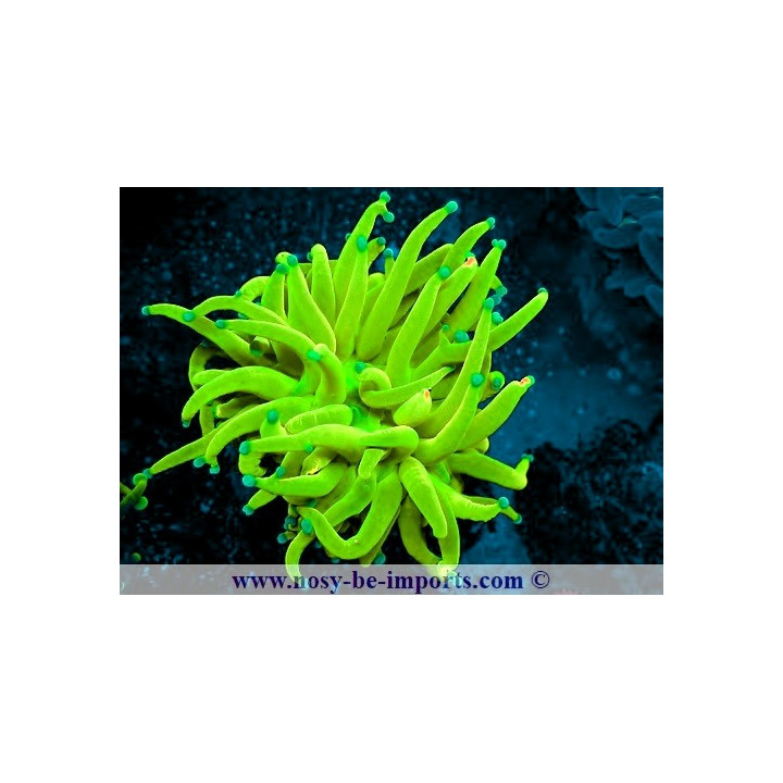Euphyllia glabrescens Holy grail