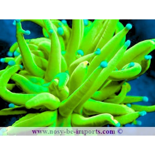 Euphyllia glabrescens Holy grail