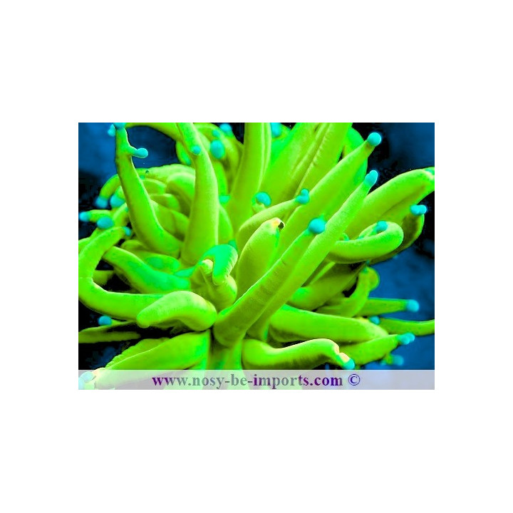 Euphyllia glabrescens Holy grail