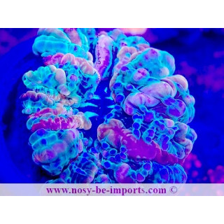 Indophyllia sp.