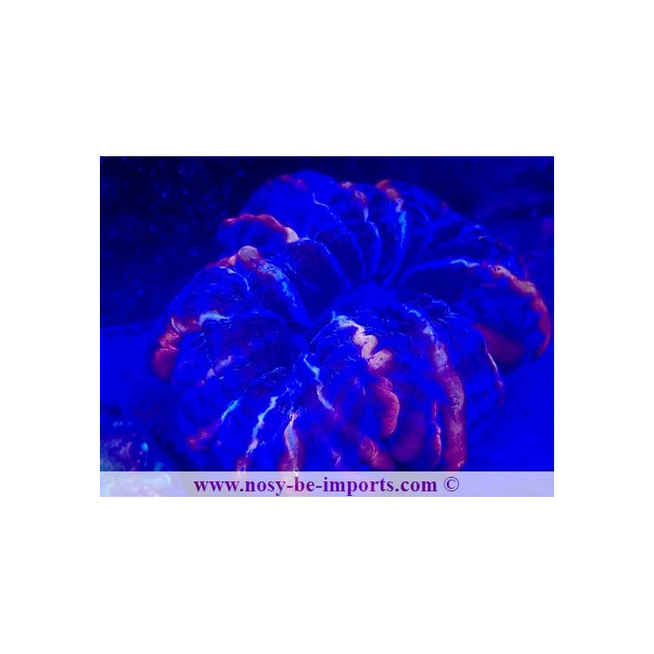 Indophyllia sp.