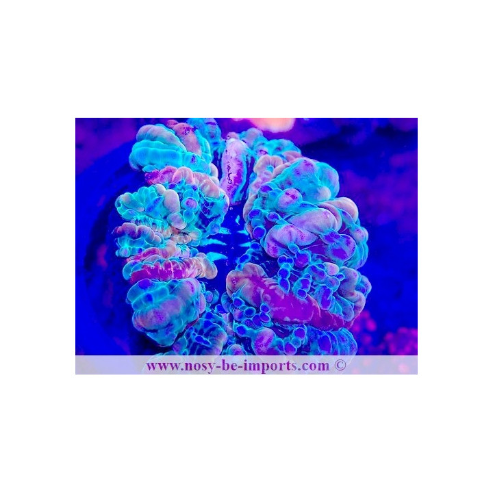Indophyllia sp.