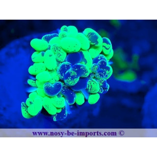 Euphyllia paraancora vert Ultra