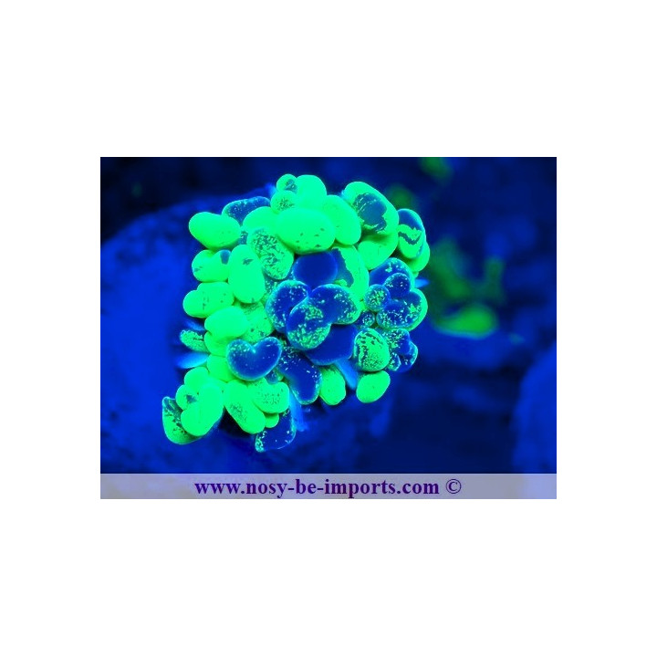 Euphyllia paraancora vert Ultra