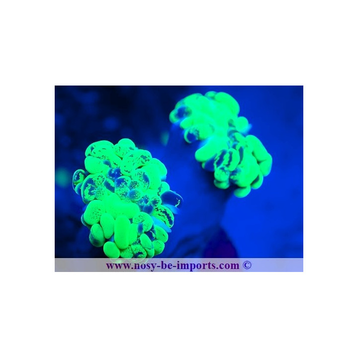 Euphyllia paraancora vert Ultra