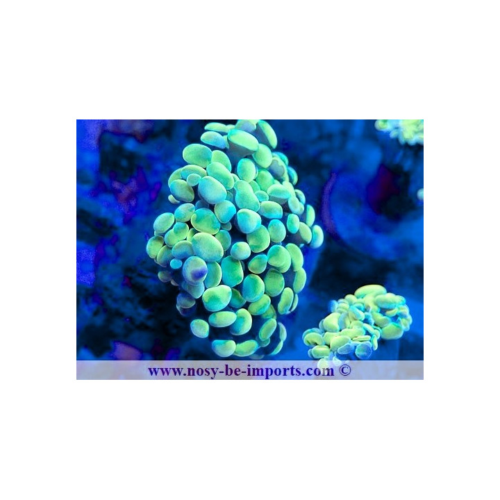 Euphyllia paraancora jaune