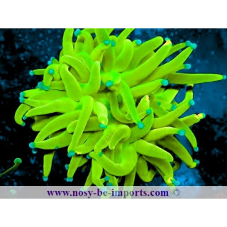 Euphyllia glabrescens WYSIWYG 11042024-1