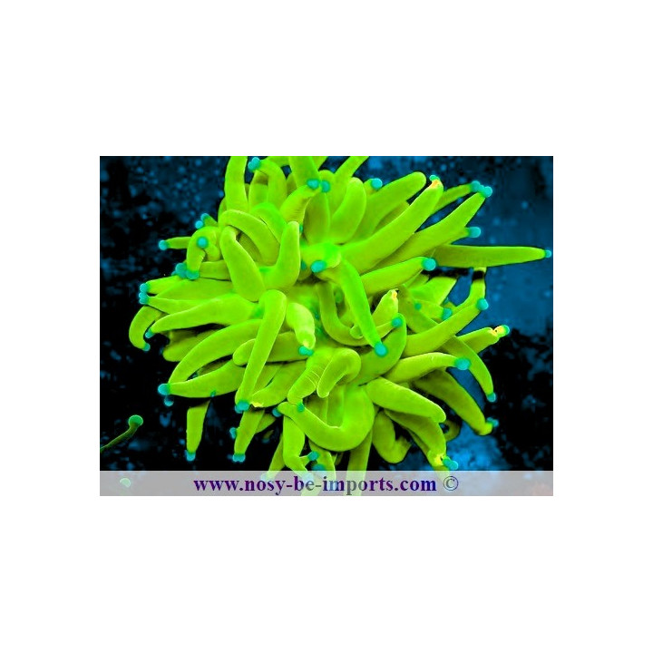 Euphyllia glabrescens WYSIWYG 11042024-1