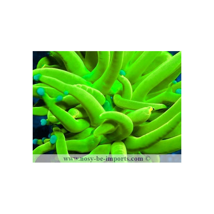 Euphyllia glabrescens WYSIWYG 11042024-1