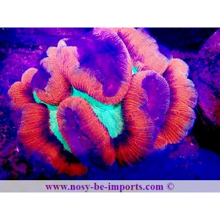 Trachyphyllia sp. WYSIWYG 11042024-2