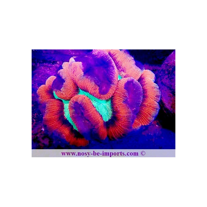 Trachyphyllia sp. WYSIWYG 11042024-2