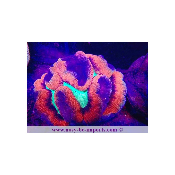 Trachyphyllia sp. WYSIWYG 11042024-2