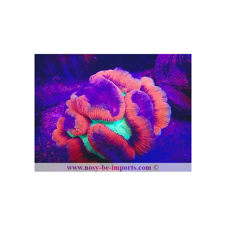 Trachyphyllia sp. WYSIWYG 11042024-2