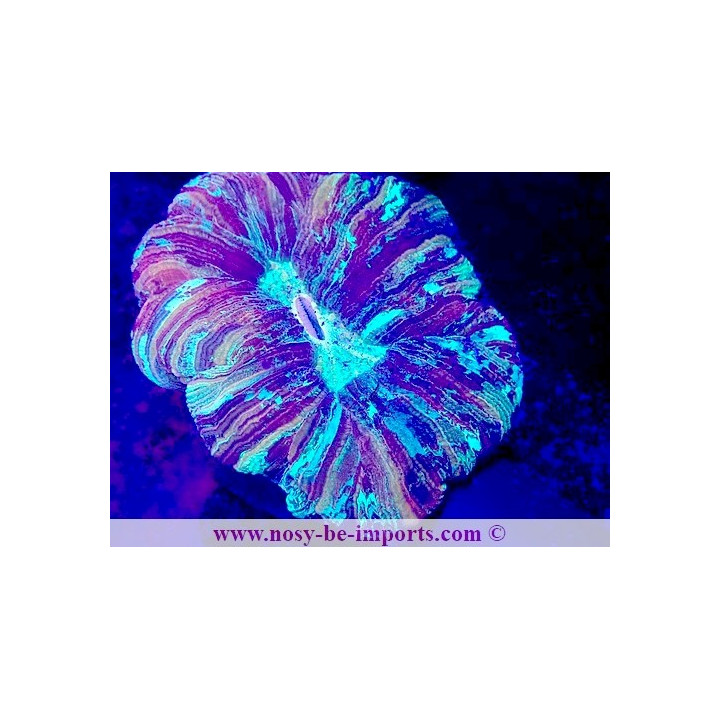 Trachyphyllia sp. WYSIWYG 11042024-3