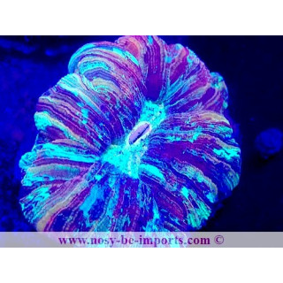 Trachyphyllia sp. WYSIWYG 11042024-3