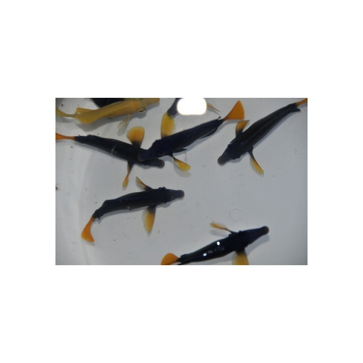 Zebrasoma xanthurum