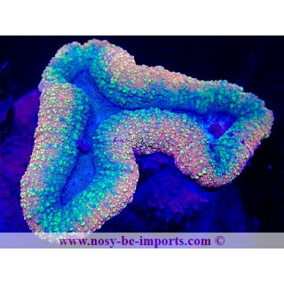 Lobophyllia sp. WYSIWYG 2042024-2