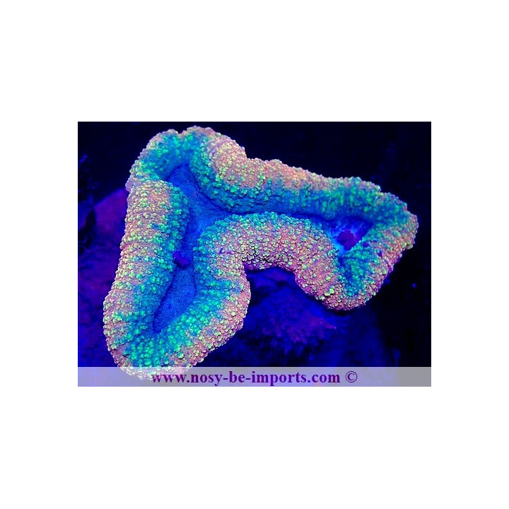 Lobophyllia sp. WYSIWYG 2042024-2