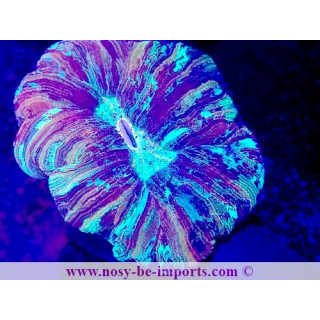 Trachyphyllia sp. WYSIWYG 12042024-3