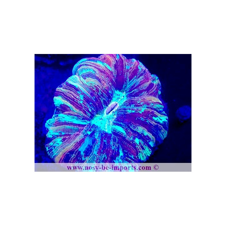 Trachyphyllia sp. WYSIWYG 12042024-3