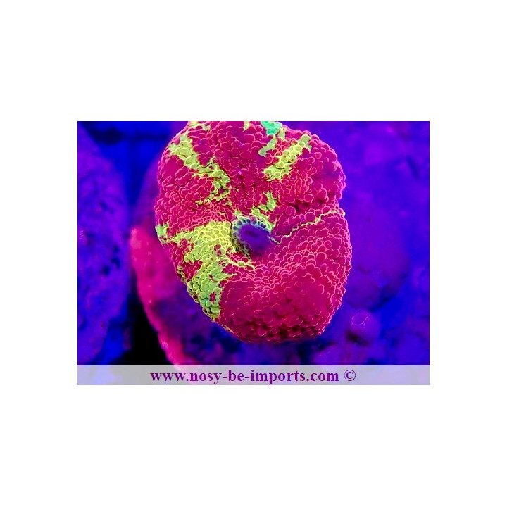 Actinodiscus sp. WYSIWYG 12042024-4