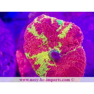 Actinodiscus sp. WYSIWYG 12042024-4