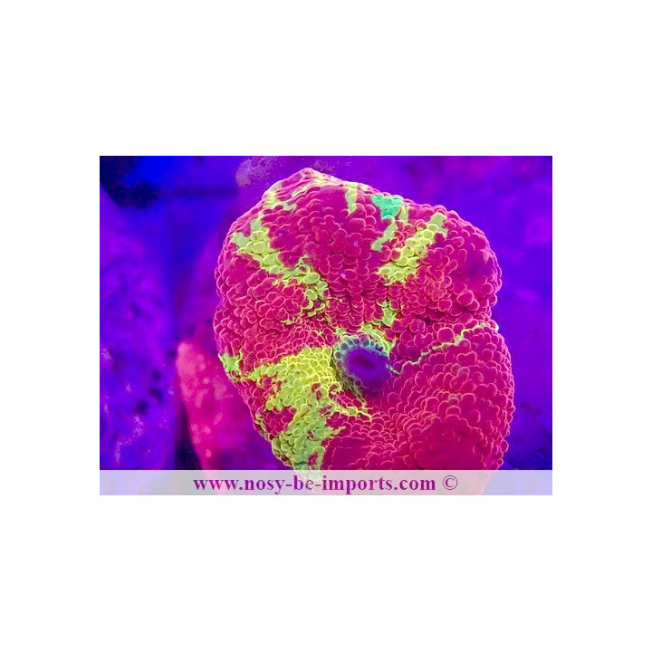 Actinodiscus sp. WYSIWYG 12042024-4