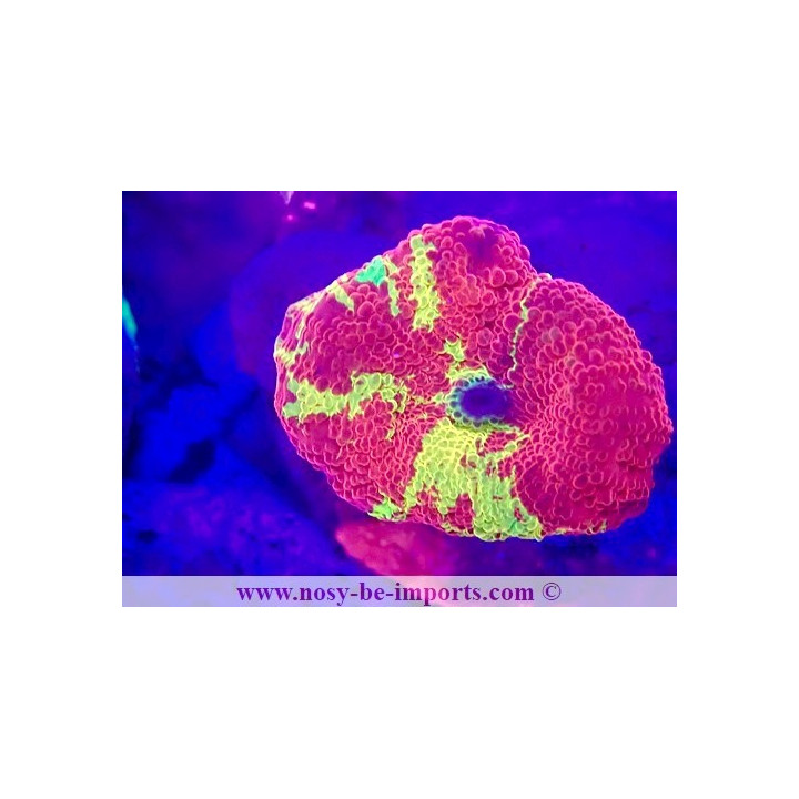 Actinodiscus sp. WYSIWYG 12042024-4