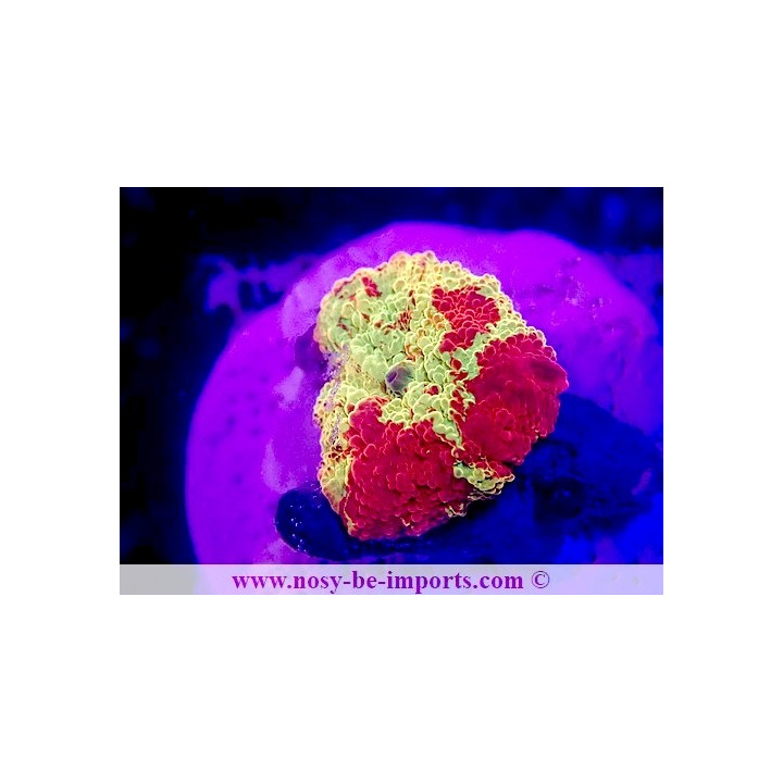 Actinodiscus sp. WYSIWYG 12042024-5