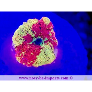 Actinodiscus sp. WYSIWYG 12042024-6