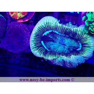 Trachyphyllia sp. WYSIWYG 12042024-7