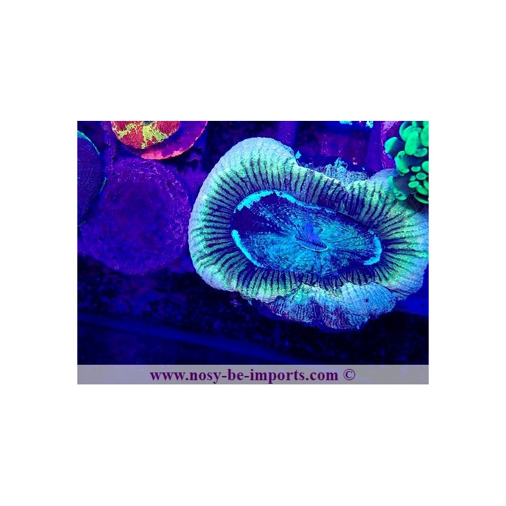 Trachyphyllia sp. WYSIWYG 12042024-7