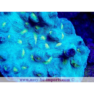Mycedium sp. WYSIWYG 12042024-12