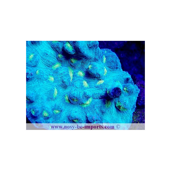 Mycedium sp. WYSIWYG 12042024-12