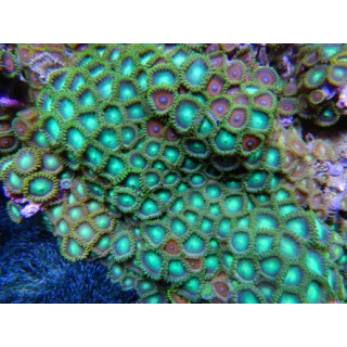 Zoanthus sp. Taille S
