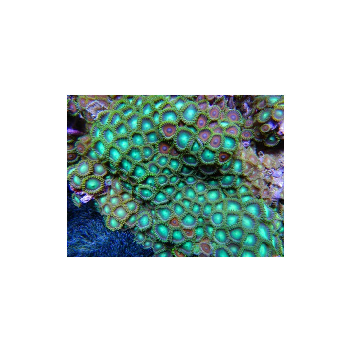 Zoanthus sp. Taille S
